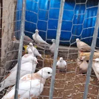 پرنده ای رام|پرنده|زید آباد, |دیوار