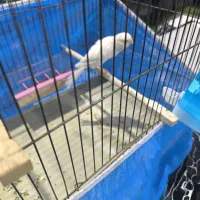 قناری ماده سوپر آماده|پرنده|خمینی‌شهر, |دیوار