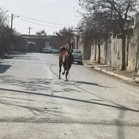 مادیان|اسب و تجهیزات اسب‌سواری|کبودرآهنگ, |دیوار