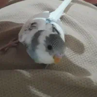 بهترین برند دست آموز فول عشق