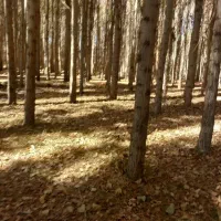 خرید انواع چوب