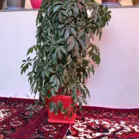 گل طبیعی شفلرا|گل و گیاه طبیعی|سهند, |دیوار