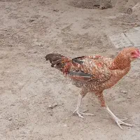 خروس و جوجه محلی|حیوانات مزرعه|گنبد کاووس, |دیوار