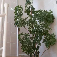 گل و گیاه|گل و گیاه طبیعی|جوانرود, |دیوار