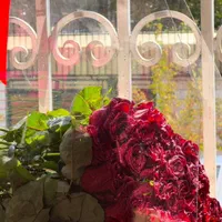 گل رز هلندی|گل و گیاه طبیعی|تهران, دریا|دیوار
