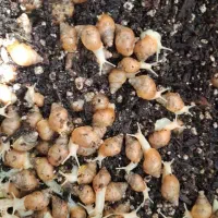 حلزون|خزنده|تهران, کوثر|دیوار