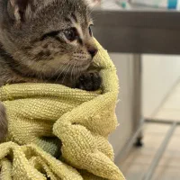 واگذاری بچه گربه DSH دوماهه