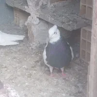 طوقی فقط۴۰۰کامیاران