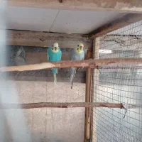 فروش دو جفت مرغ عشق بالغ