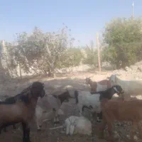 بز جوان
