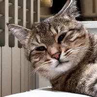 واگذاری گربه dsh