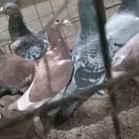 دوبر و دورح