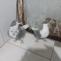 کفتر عتیقه