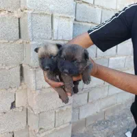 فروش توله مالینویز