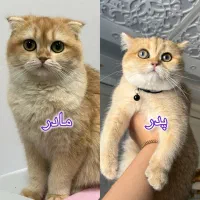 گربه اسکاتیش گلدny11 اصیل|گربه|بندرعباس, |دیوار