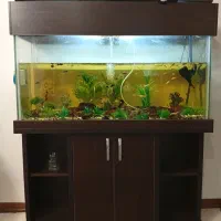 آکواریم با زیره ام دی اف