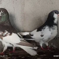 کبوتر شهری گلدار|پرنده|جم, |دیوار