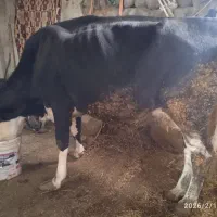 گاو و گوساله|حیوانات مزرعه|نظر کهریزی, |دیوار