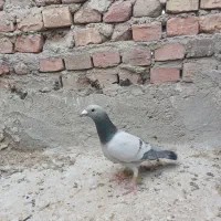 پرنده|پرنده|زاهدان, |دیوار