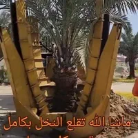 نخل فنیکس پالم نارگیل درخت نهال موز برحی خرما|خدمات باغبانی و درختکاری|کارون, |دیوار