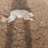 فروش سگخانگی