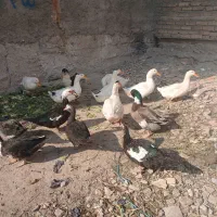 اردک محلی بزرگ|حیوانات مزرعه|رباطکریم, رباطکریم|دیوار