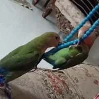 طوطی برزیلی|پرنده|کرمانشاه, |دیوار