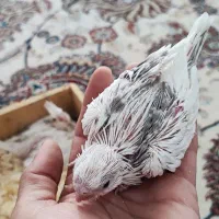 جوجه عروس آلبینو دوکت تک کت و تک خال سرلاکی|پرنده|بهشهر, |دیوار