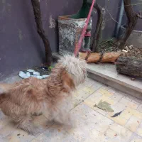 واگذاری سگ خانگی شیتزو