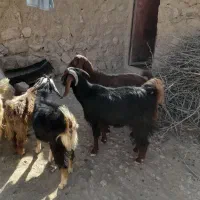 بز داشتی|حیوانات مزرعه|کوهدشت, |دیوار