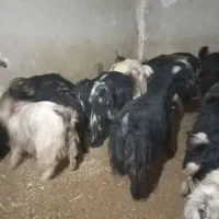 بزغاله ماده فروش فوری