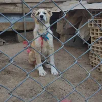 توله سگ|سگ|رستم‌آباد, |دیوار