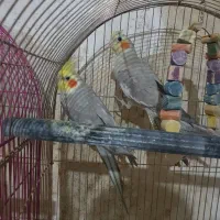 عروس هلندی جفت مولد