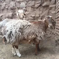 قوچ میش و نربز چاق