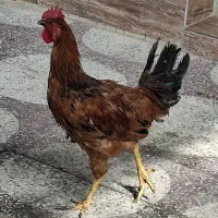خروس جوان