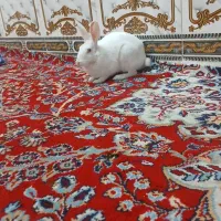 خرگوش ماده خشگل