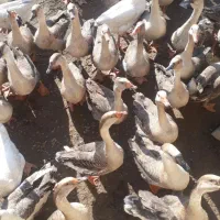 قوغا زوغاز محلی