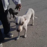 سگ داگوماده یامعاوضه پرنده|سگ|فشاپویه, |دیوار