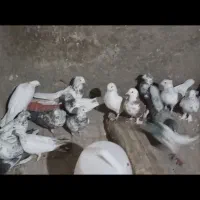 کفتر اصل|پرنده|صباشهر, |دیوار