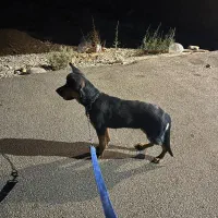 واگذاری سگ|سگ|فردیس, شهرک ناز|دیوار