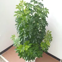 گل طبیعی|گل و گیاه طبیعی|جوانرود, |دیوار