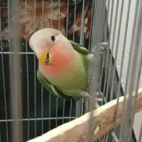 یک عدد عروس هلندی و یک عدد کوتوله