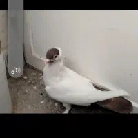 سلام یک نر امپراتور