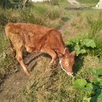 گوساله دورگ جرسی وچالوسی