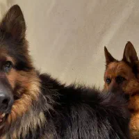 مرغ خروس برهما وسگ ژرمن|حیوانات مزرعه|شیراز, باغشهر قصر سبز|دیوار