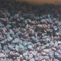 کشمش مویز آفتابی درشت گوشت دار|خوردنی و آشامیدنی|تهران, فلاح|دیوار