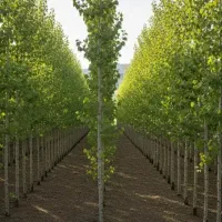 نمایندگی صنوبر فروشی