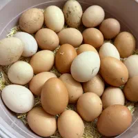 تخم مرغ محلی