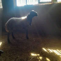 قوچ شال جوان