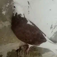 کفتر|پرنده|نیشابور, دهنو|دیوار